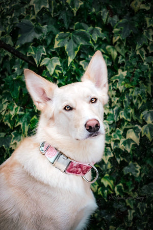 Two-Toned Velvet + Cotton Handmade Dog Collar