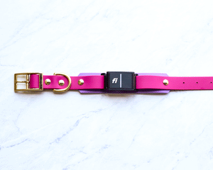 Fi-Compatible Adventure Buckle Collar: Layered Style (1.5")