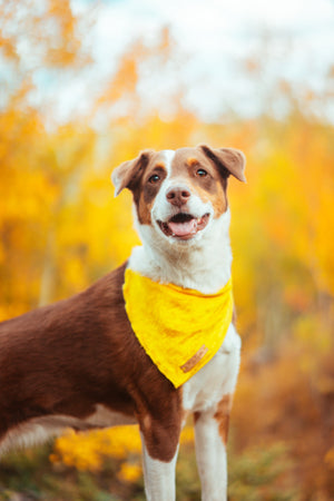 Marigold Velvet Dog Bandana