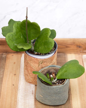 Sweetheart Plant (Hoya Kerrii - Heart Leaf Hoya)