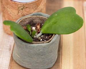 Sweetheart Plant (Hoya Kerrii - Heart Leaf Hoya)