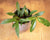 Wax Plant - Porcelain Vine - Hoya Publicalyx