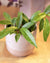 Wax Plant - Porcelain Vine - Hoya Publicalyx