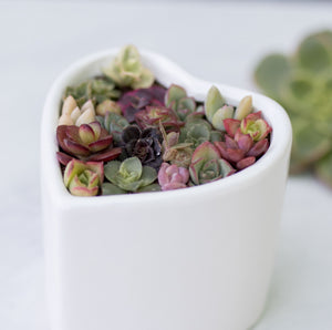 Pixie Succulent Pots