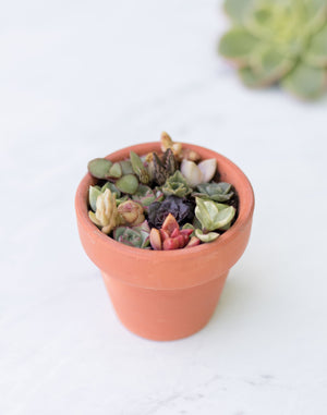 Pixie Succulent Pots