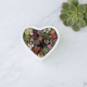 Ceramic Heart Planter Pot